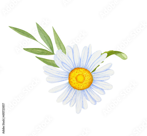 Watercolor chamomile flowers on a white background. Decorative element for a greeting card. Watercolor daisy flowers