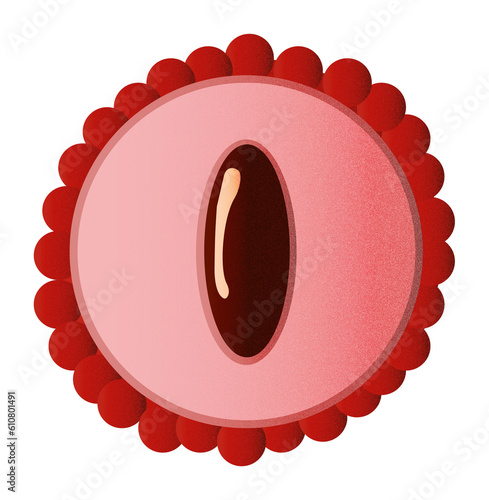 Zestaw ilustracji owoców liczi | Owoce Fruit wector set illustration Fruits Icons Lychee