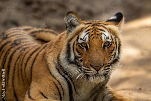 wild female bengal tiger or tigress or panthera tigris tigris extreme closeup image or fine art portrait with eye contact at jim corbett national park or tiger reserve uttarakhand india asia