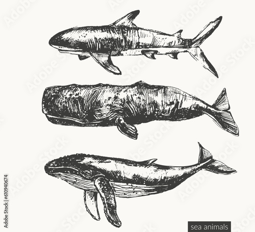 Vector sea animals illustration