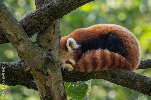 Pandka ruda, panda mała, panda czerwona, panda ruda, panda mniejsza (Red panda, Ailurus fulgens)