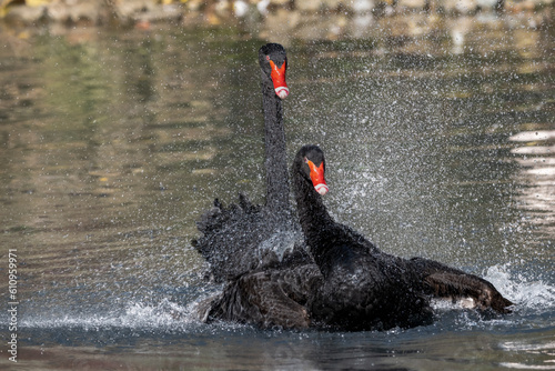Łabędzie czarne (Black swan, Cygnus atratus)