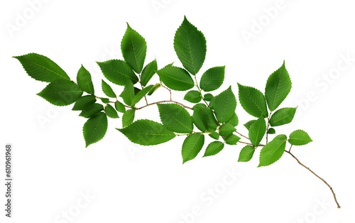 Branch of fresh green elm-tree leaves isolated on white or transparent background