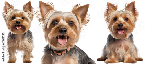 Collection of three dogs, happy yorkshire terrier set (portrait, sitting and standing) isolated on white background as transparent PNG, generative AI animal bundle