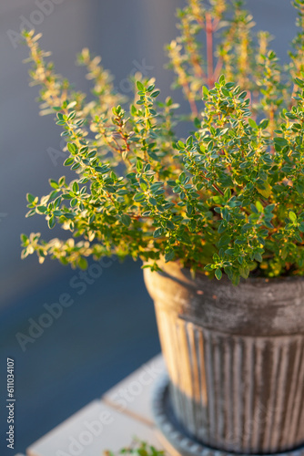 thyme herb in flowerpot on balcony, urban container garden concept