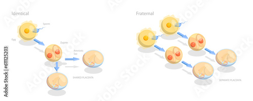 3D Isometric Flat Conceptual Illustration of Monozygotic And Dizygotic Twins