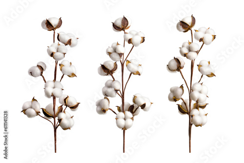 Set of cotton branches isolated on on transparent background. Delicate cotton flowers collection.