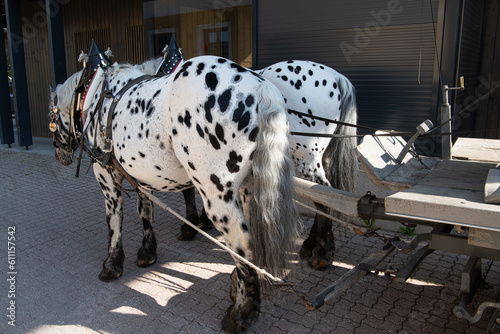 Gespann von Zugpferden der französischen Kaltblut Rasse Percheron vor einem Wagen - seit 1715 wird diese Rasse im Nordwesten Frankreichs gezüchtet