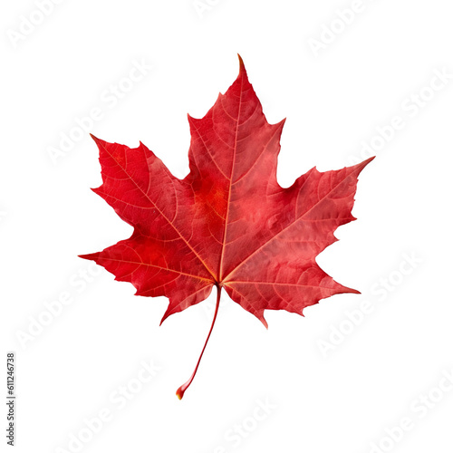 Red maple leaf isolated on transparent or white background, png