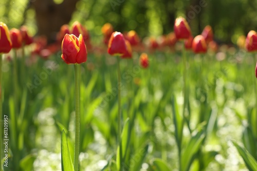 Beautiful bright tulips growing outdoors on sunny day