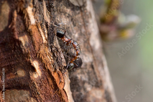 Czerwone mrówki - mrówki rudnice (Formica rufa) na pniu sosny . Zwykła robotnica karmi mrówkę żołnierza - z dużymi żuwaczkami .