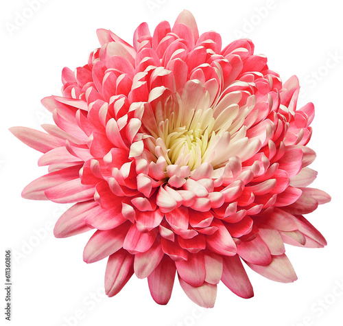 Pink chrysanthemum flower on isolated background with clipping path. Closeup. Transparent background. Nature.