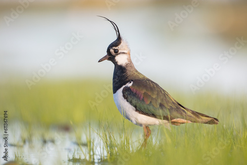 Northern lapwing - male bird at a wetland in spring 