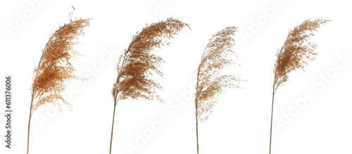 Set reeds isolated on white background and texture, with clipping path