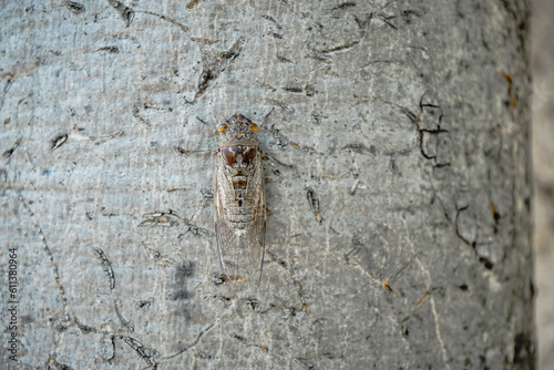Close-up of cicada on tree at park in summer. top view of brown cicada insect on a tree in the tropics