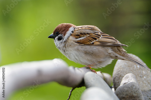 Fluffy tree sparrow on a stick by the rocks. Czechia. 