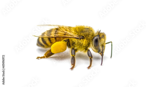 western honey bee or European honey bee - Apis mellifera - closeup side front view showing pollen basket, corbicula or scopae on the tibia on the hind legs isolated on white background, darker version