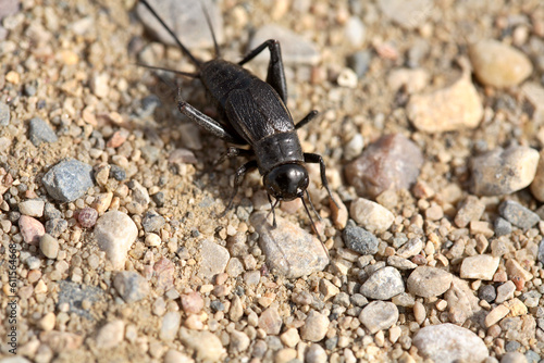 Close up of a cricket on a Saskatchewan country road