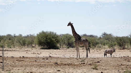 Giraffe in freier Natur, Namibiagiraffe