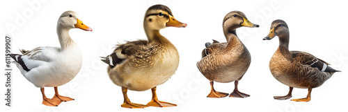 Several ducks and a duckling on a transparent background, Generative AI