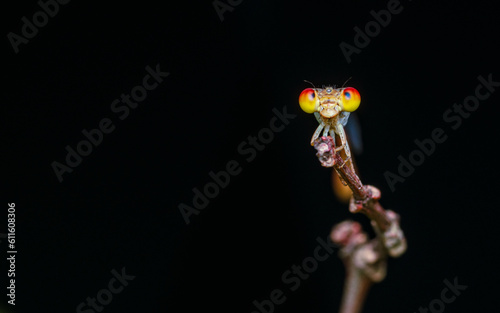 A orange damselfly perched on a tree branch and nature background, Selective focus, insect macro, Colorful insect in Thailand.