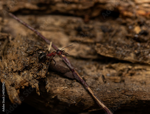 mrówka na pniu