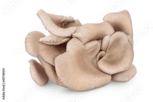 Oyster mushrooms isolated on white background with full depth of field