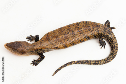 Giant blue-tongued skink lizard or Tiliqua gigas merauke isolated on white background 
