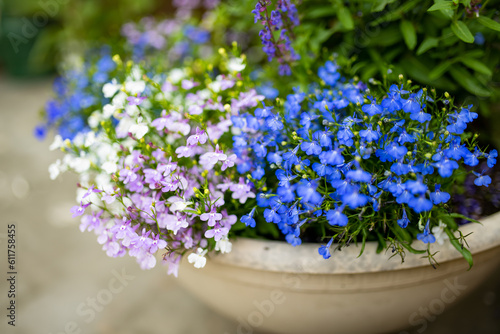 Colourful lobelia erinus flowers blossoming in a flowet pot in a garden.