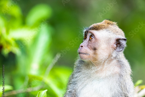 Long tail macaque monkey in its natural jungle environment 