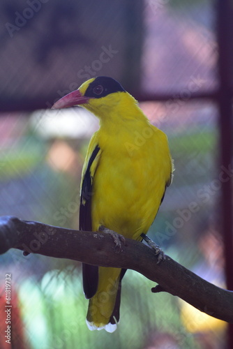 Bird on branch, The black naped oriole, Oriolus chinensis is a passerine bird in the oriole family 