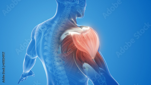 shoulder muscle pain and injury
