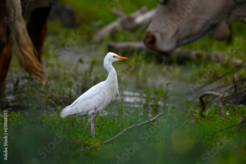 Western Cattle Egret // Kuhreiher (Bubulcus ibis) - Strofilia, Peloponnese, Greece