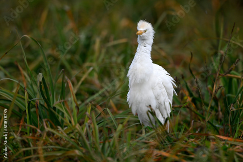 Kuhreiher // Western Cattle Egret (Bubulcus ibis) - Strofilia, Peloponnese, Greece