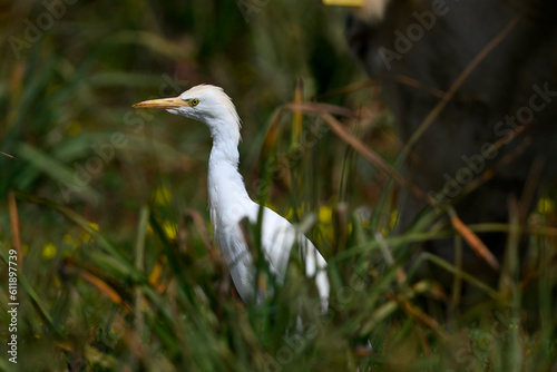 Western Cattle Egret // Kuhreiher (Bubulcus ibis) - Strofilia, Peloponnese, Greece