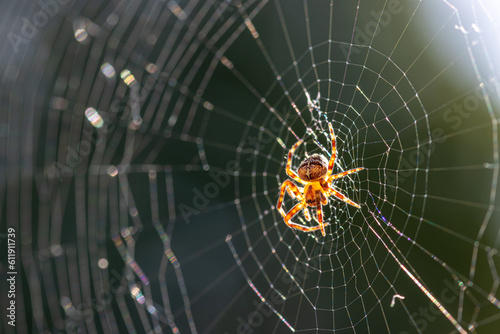 Spider in web with the sun behind it
