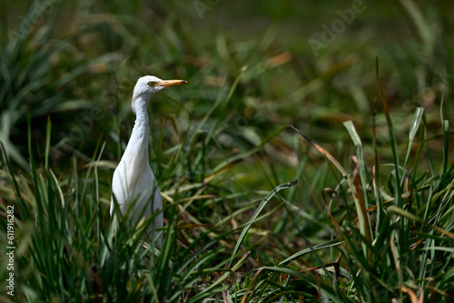 Kuhreiher // Western Cattle Egret (Bubulcus ibis) - Strofilia, Peloponnese, Greece