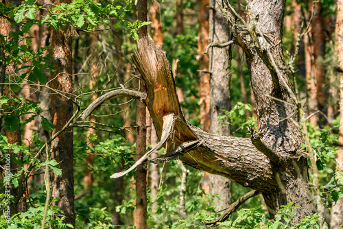 Las po wichurze, złamana gałąź drzewa