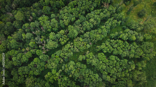 Aerial view of a dark and moody forest