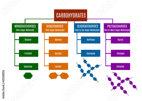 Classification of the various types of carbohydrates. Instructional scheme