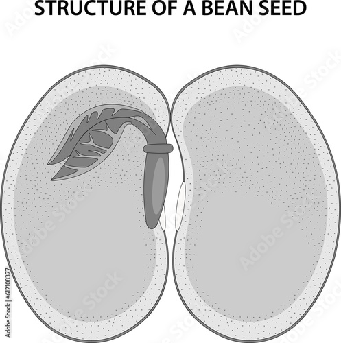 Structure of a Bean Seed. Diagram unlabelled.