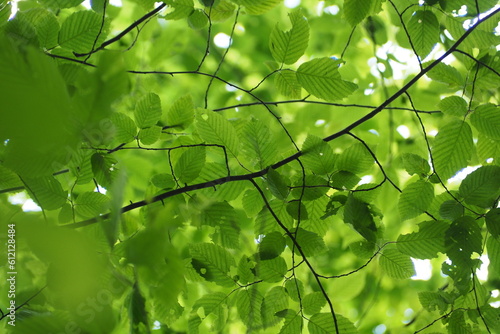 Zielone liści i gałąź