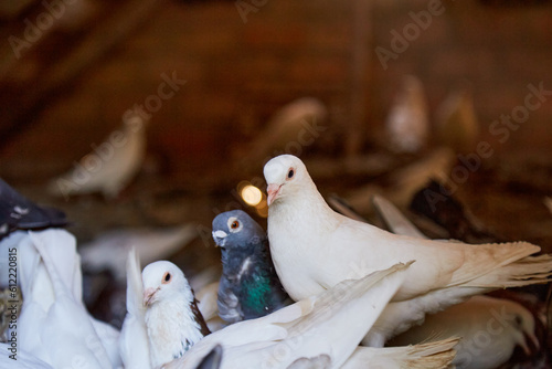 Breeding purebred pigeons at private yard. Warm house for birds. Hobby for the soul. Diet meat. Naturecore rural pastoral life concept Copy space