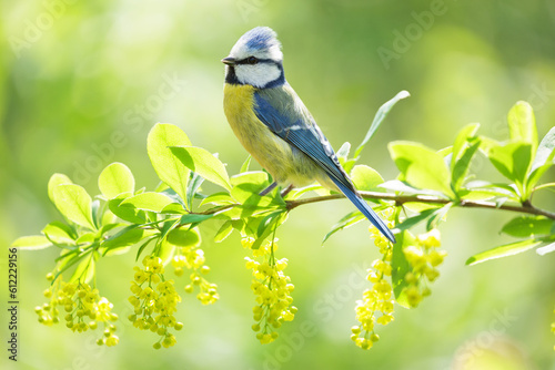 Bird sitting on branch of blooming tree with yellow flowers. The blue tit