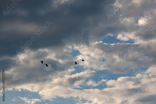 ornithological reserve...birds in a dramatic sky