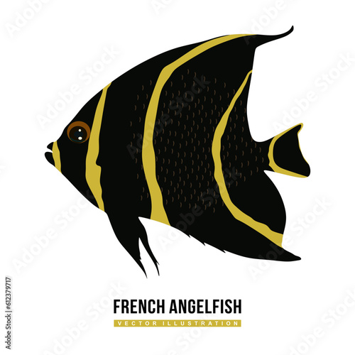 French Angelfish or Pomacanthus paru in flat cartoon vector illustration. Marine ray-finned fish isolated on white background. Marine dweller French angelfish with colorful body. Vector 