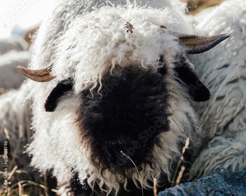 Closeup of a Valais Blacknose sheep in Zermatt, Switzerland