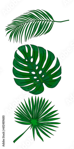tropical tree leaves on white background
