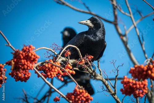 Close-up shot of rooks sitting on Sorbus tree branches