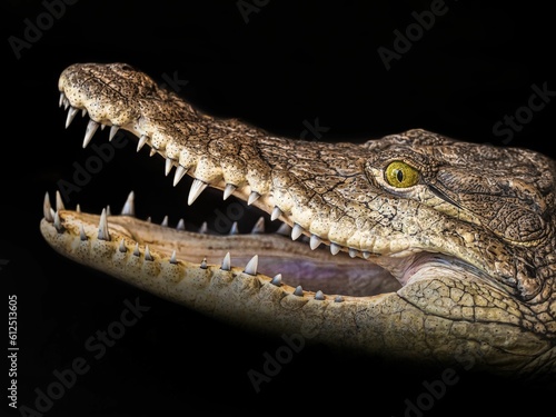 Closeup side portrait of a crocodile with open mouth isolated on a black background